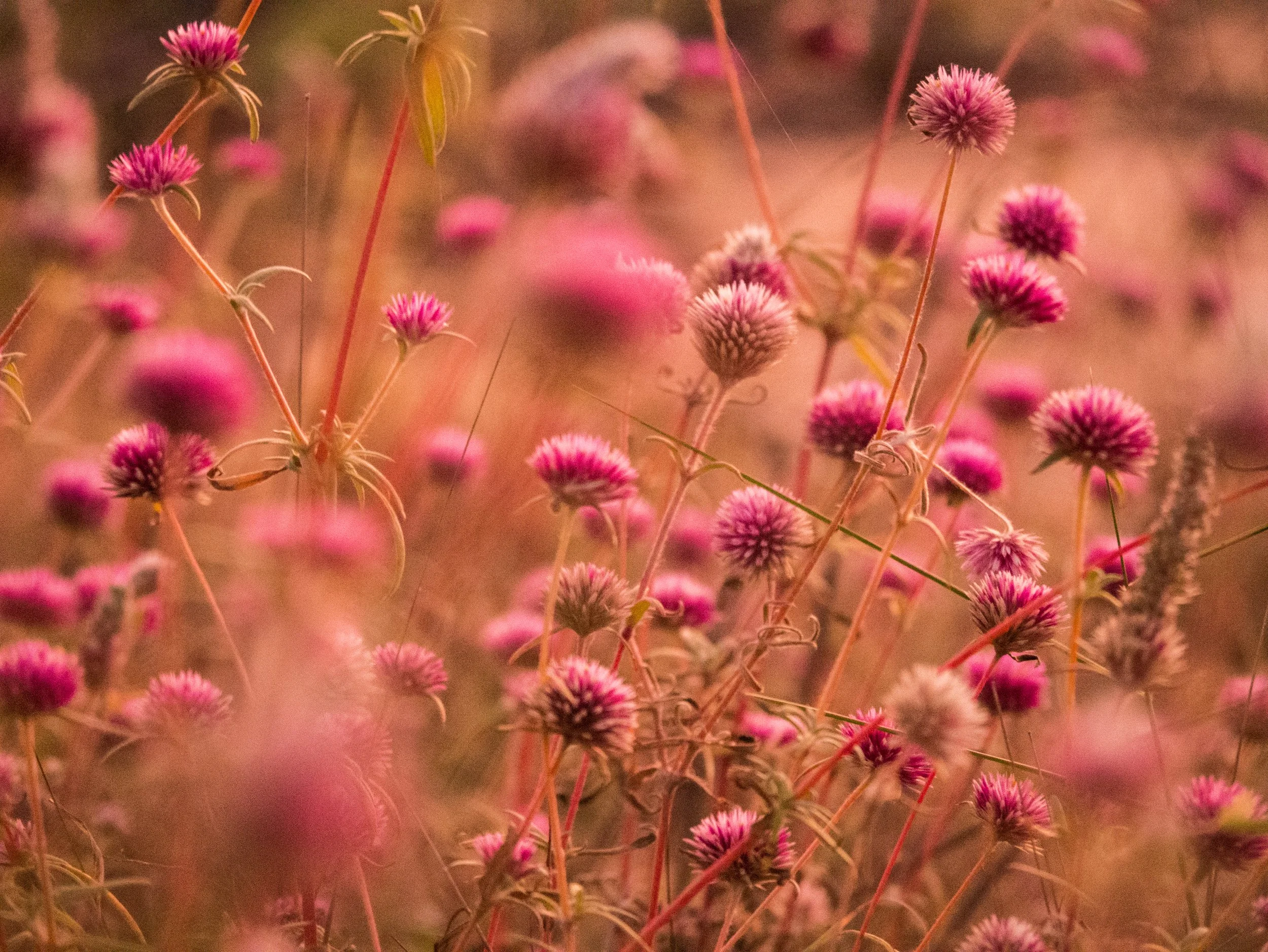 iStock-2204264502.jpg