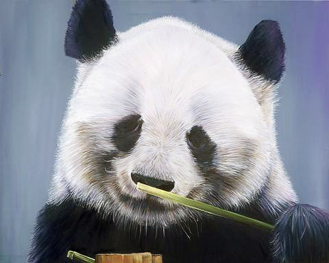 Panda Portrait