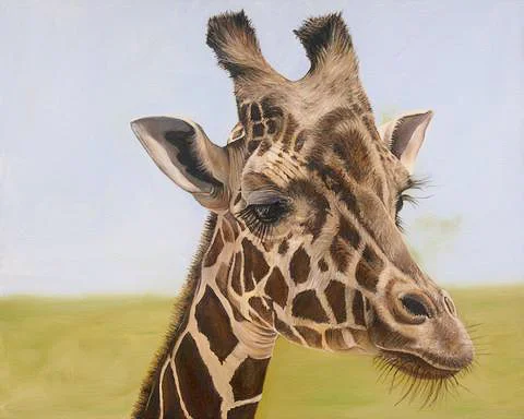Giraffe Portrait