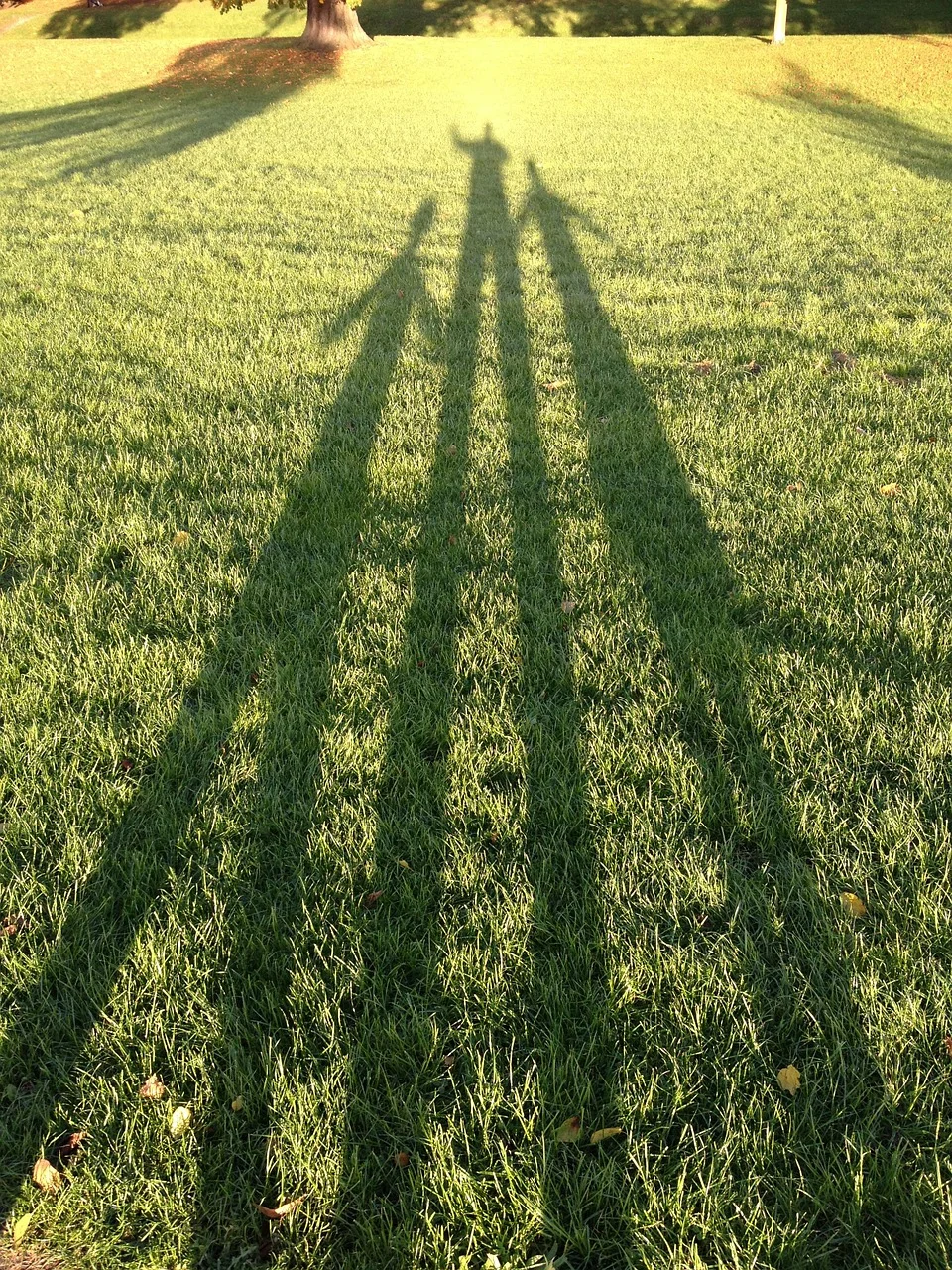 Between the Shadow and the Sunshine