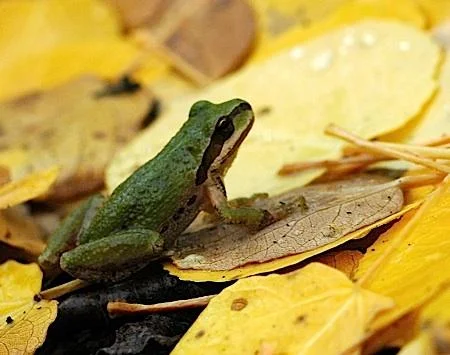 Community: By Proximity