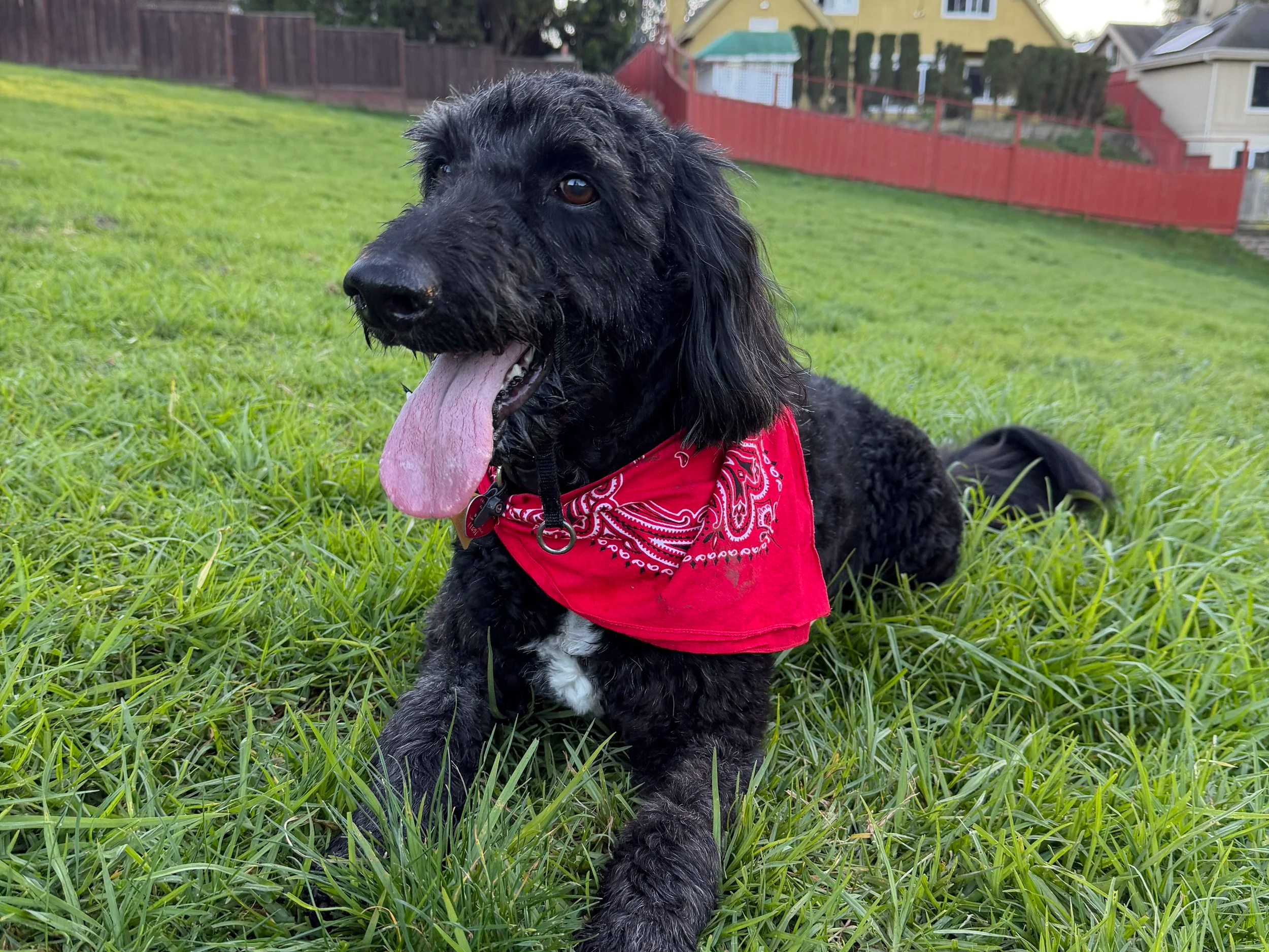 Black, fluffy dog with tongue out on a green grassy hill