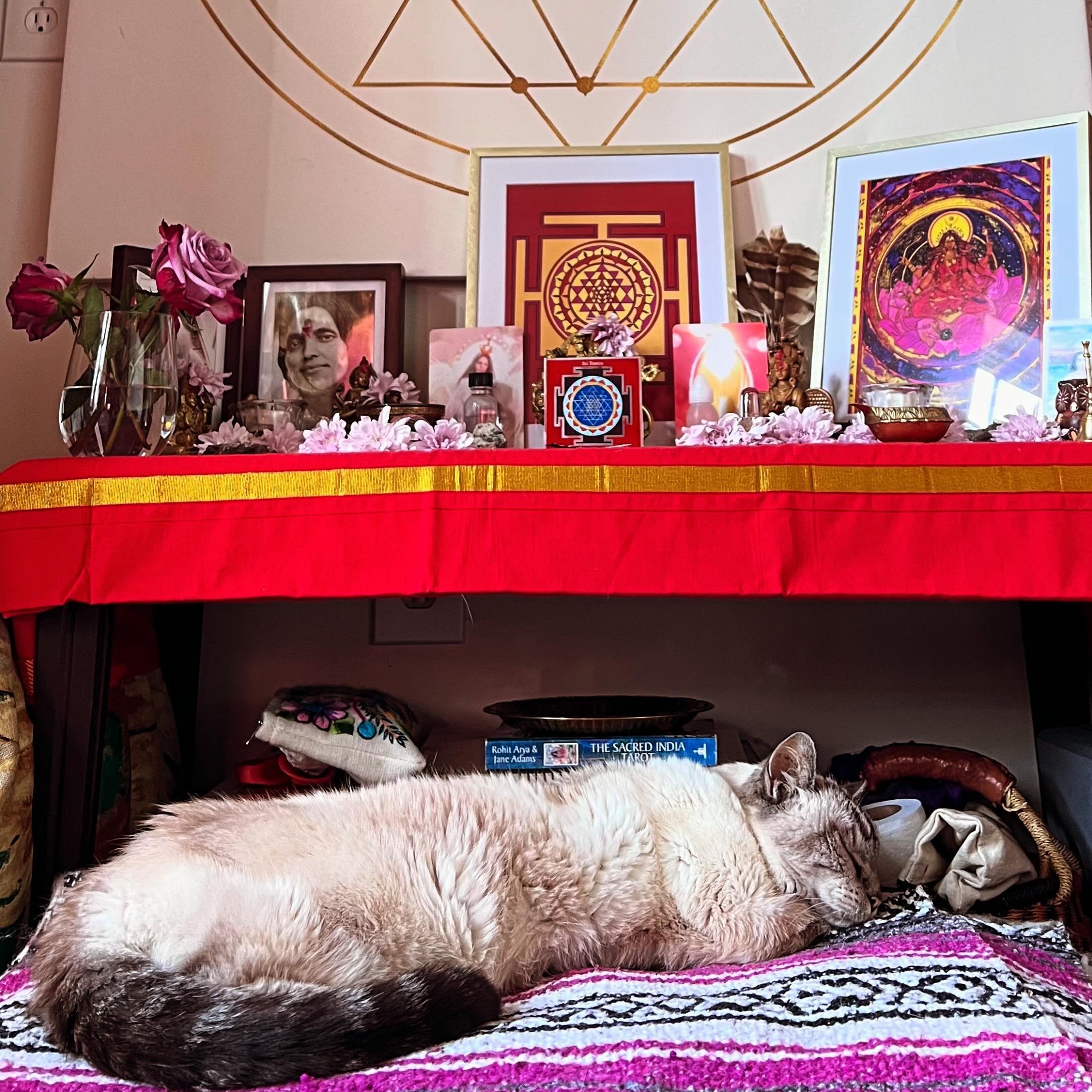 We are all intuitive beings. 

This beloved being had a hard time while I was in NC. Today when I returned and began chanting for him, he moved from his bed to the altar. 2 hours ago, his body was tense. Now, he lays in a relaxed position. 

We, too,