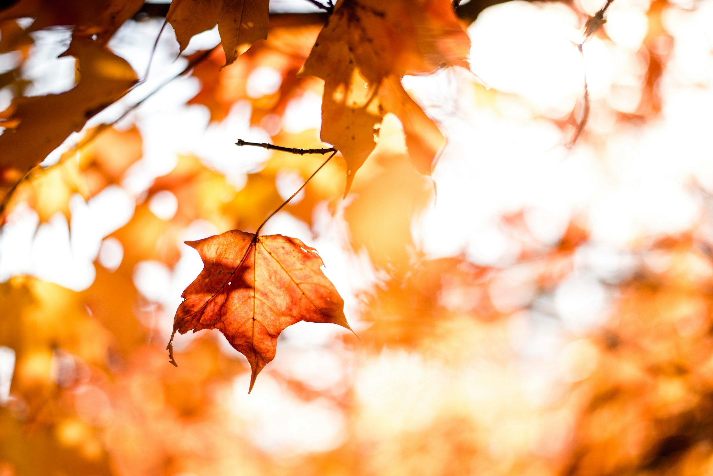 A Season of Change: Greeting Autumn with Grace