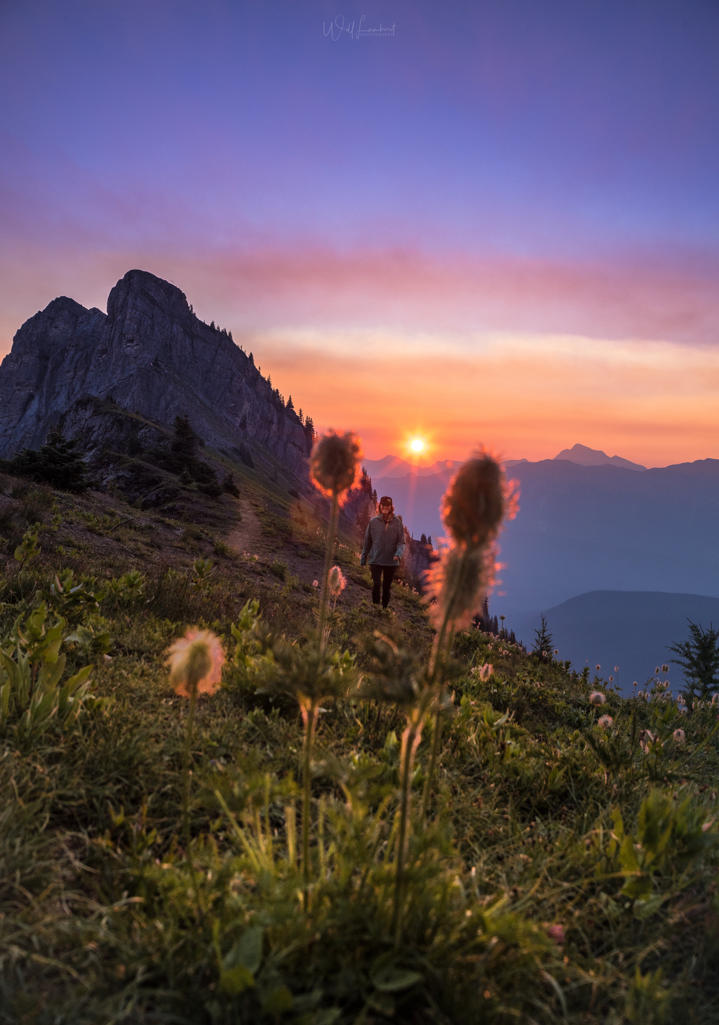 Glowing Alpine Anemone at sunrise