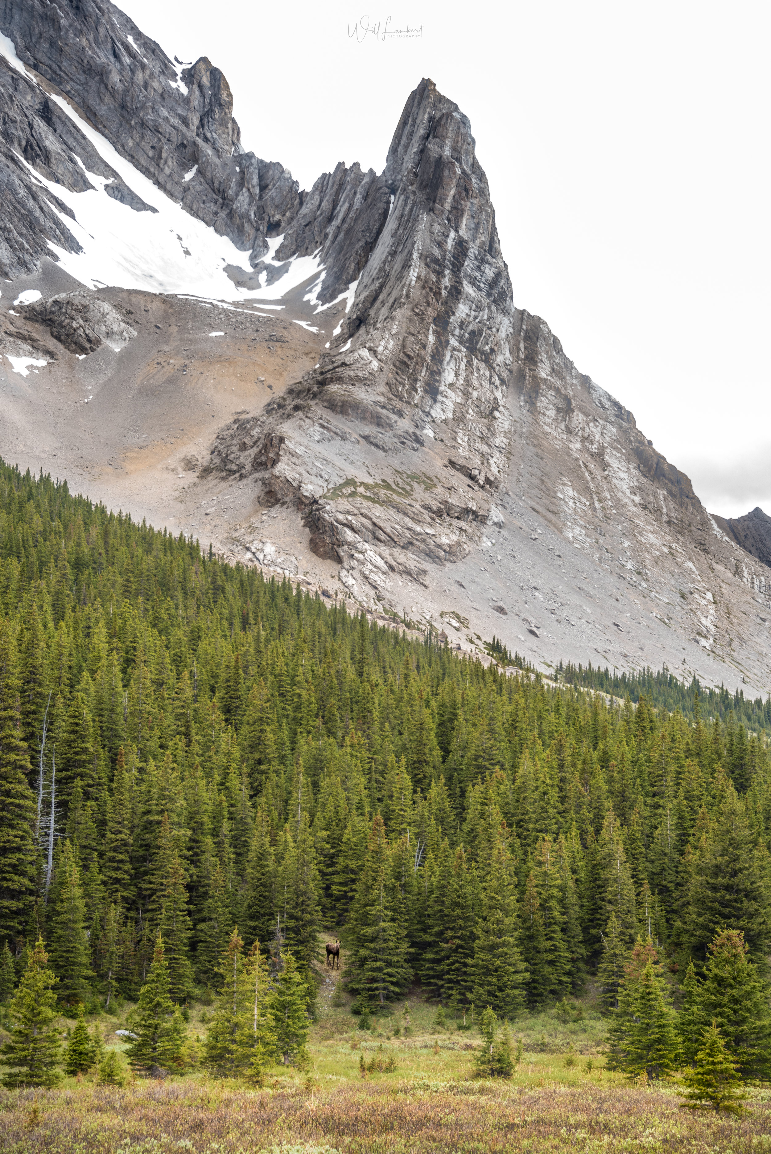 Mt. Elpoca &amp; young Moose