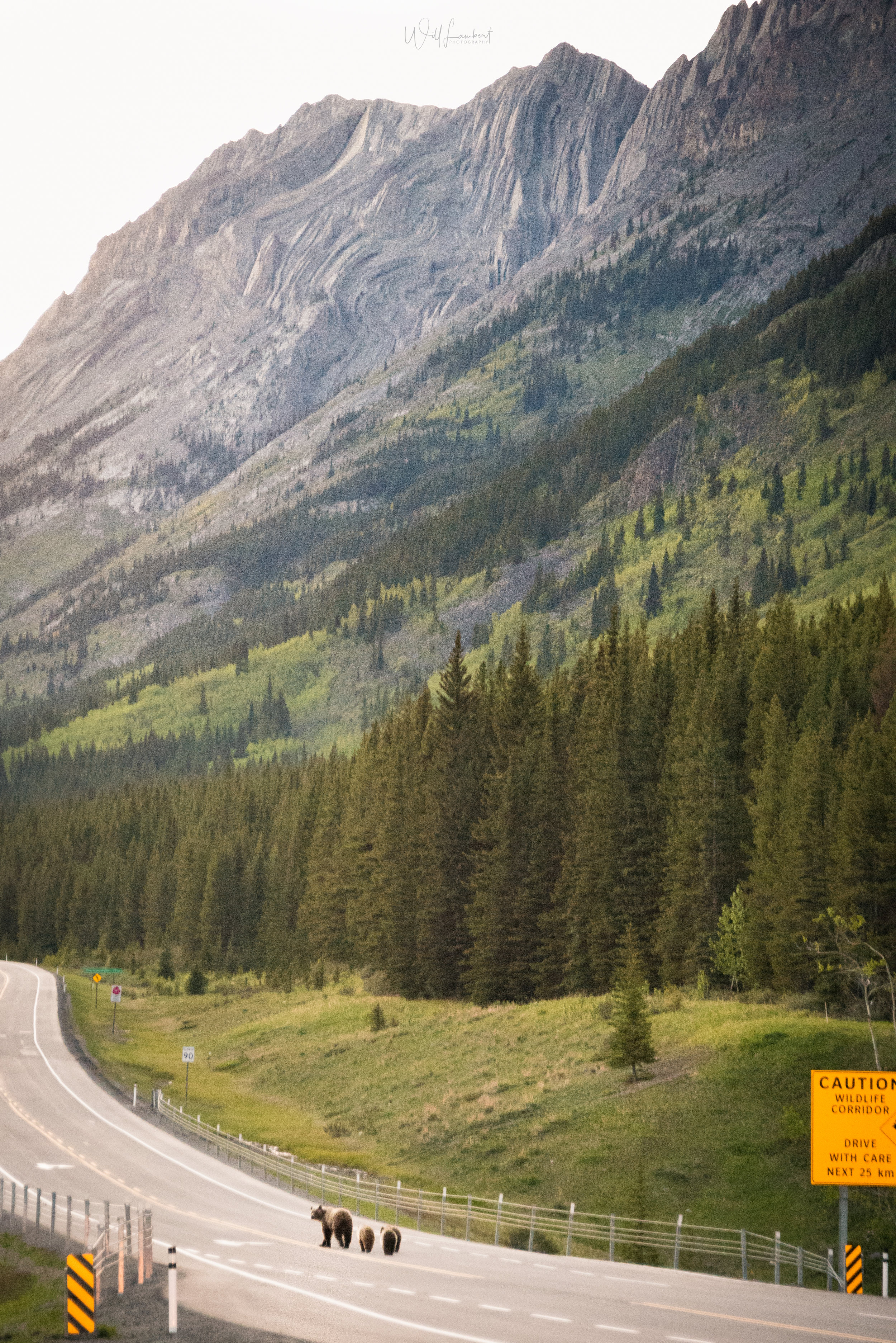 Grizzly family on Highway 40