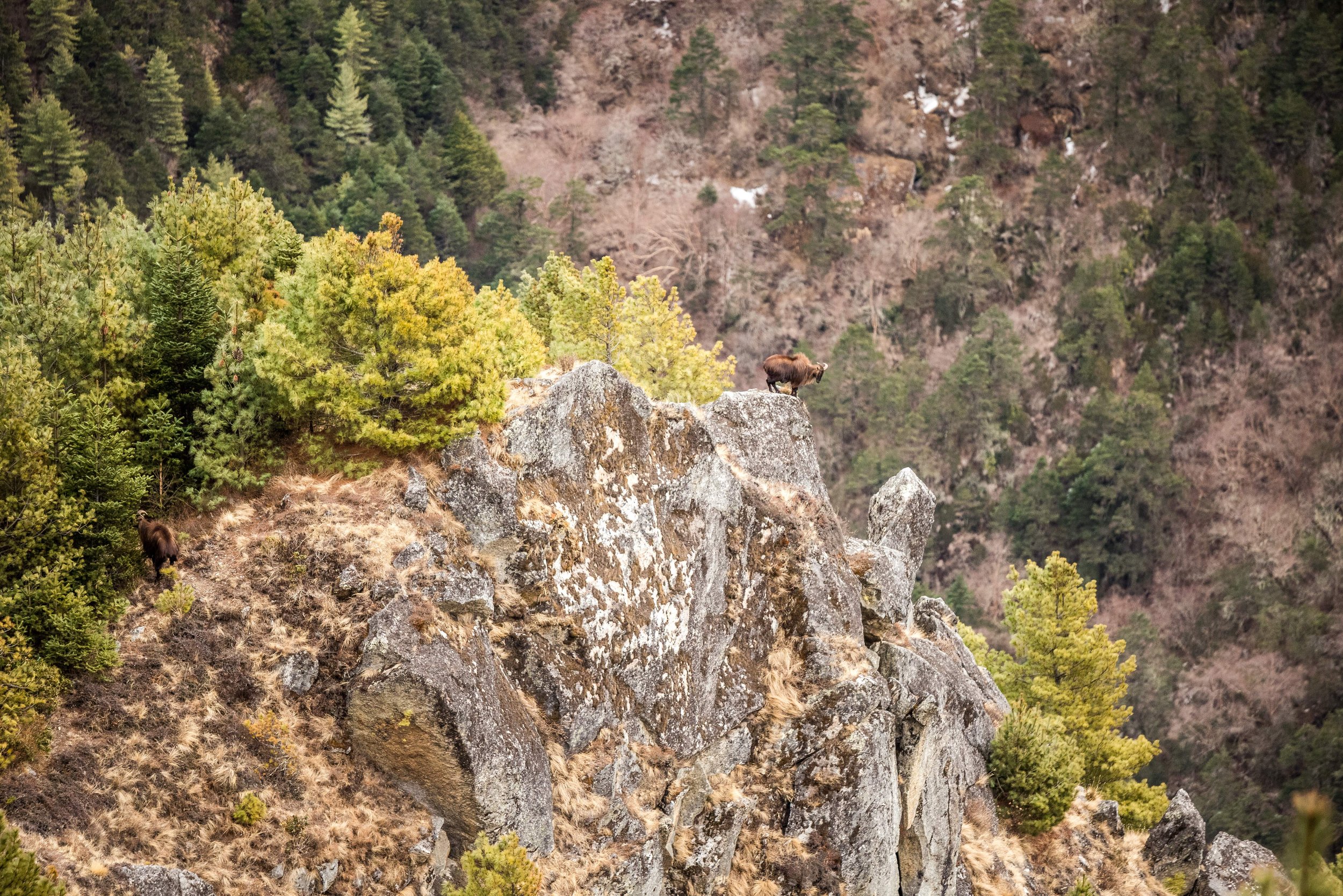 Keep your eye out for Mountain Goats in the steep rocky gorges