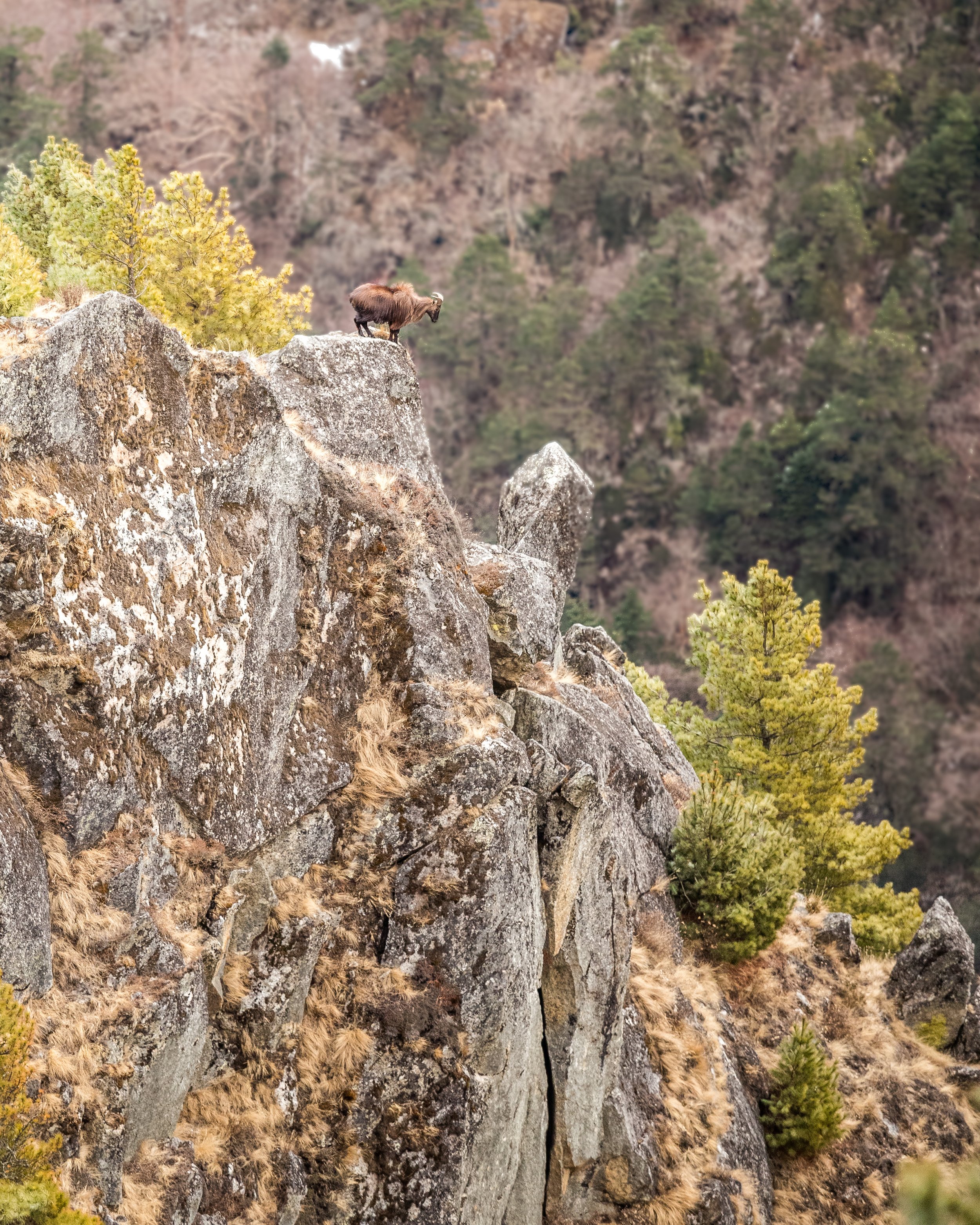 Himalayan Mountain Goat on the precipice