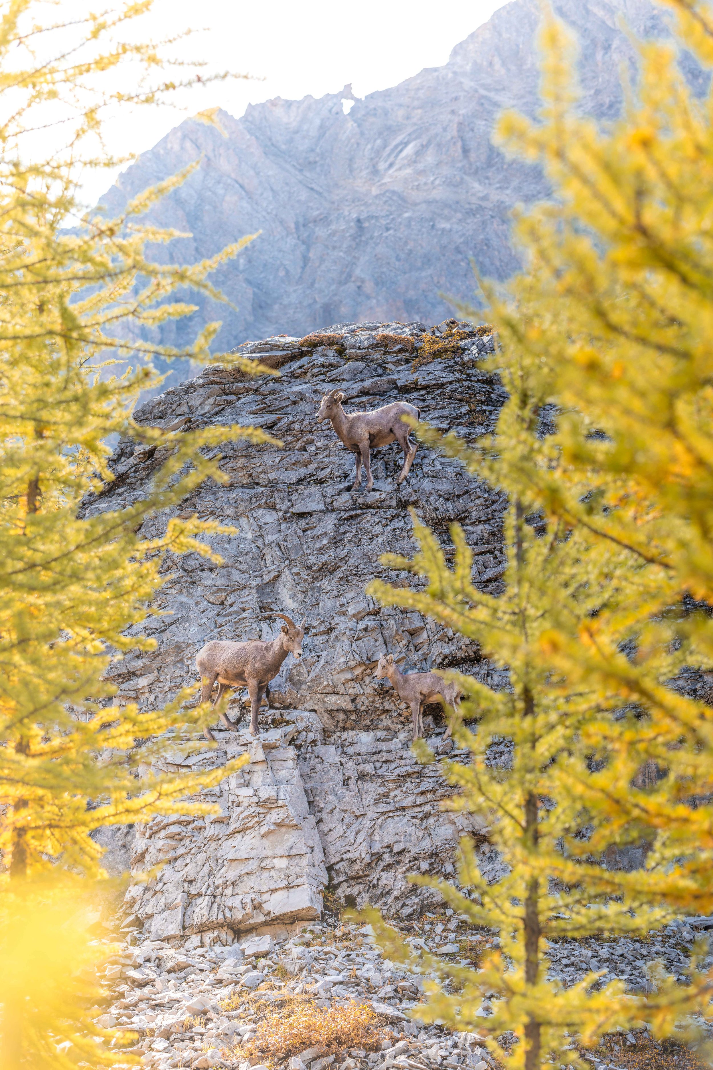 Sheep amongst Larches