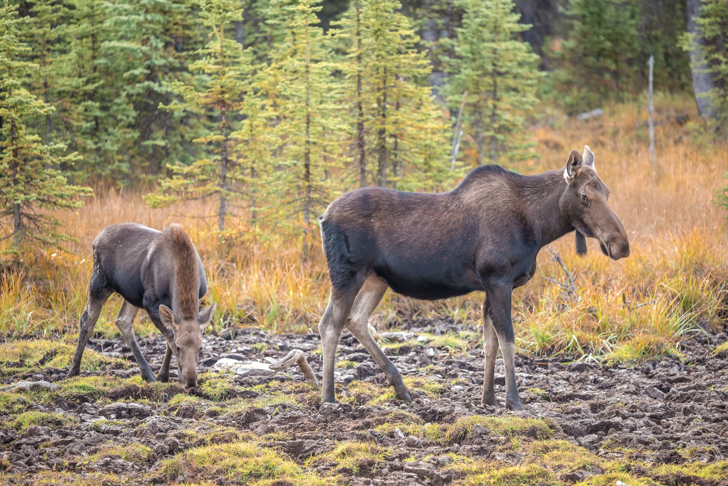 Moose Family