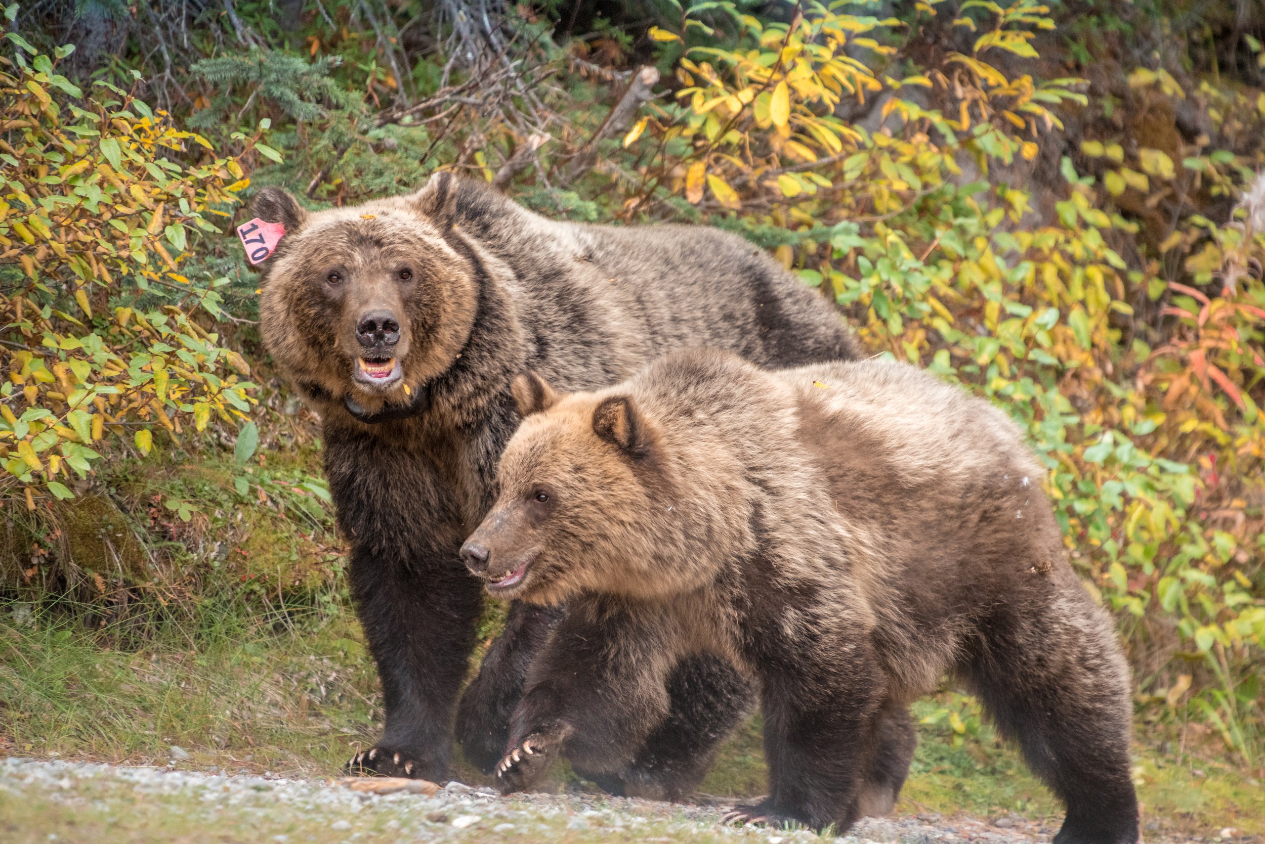 Grizzly Family