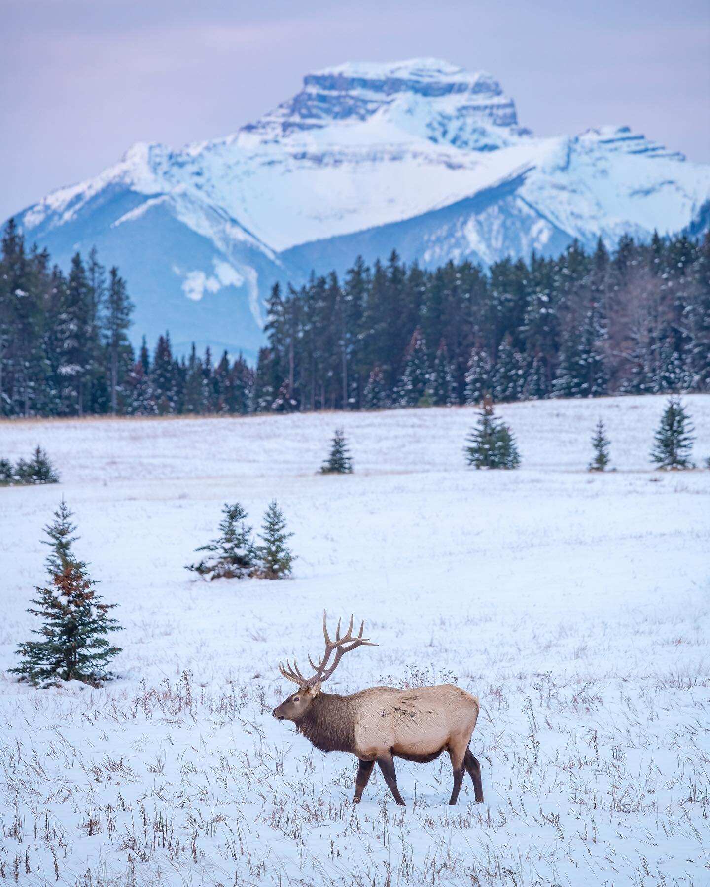 Rudolph Making The Rounds 🦌