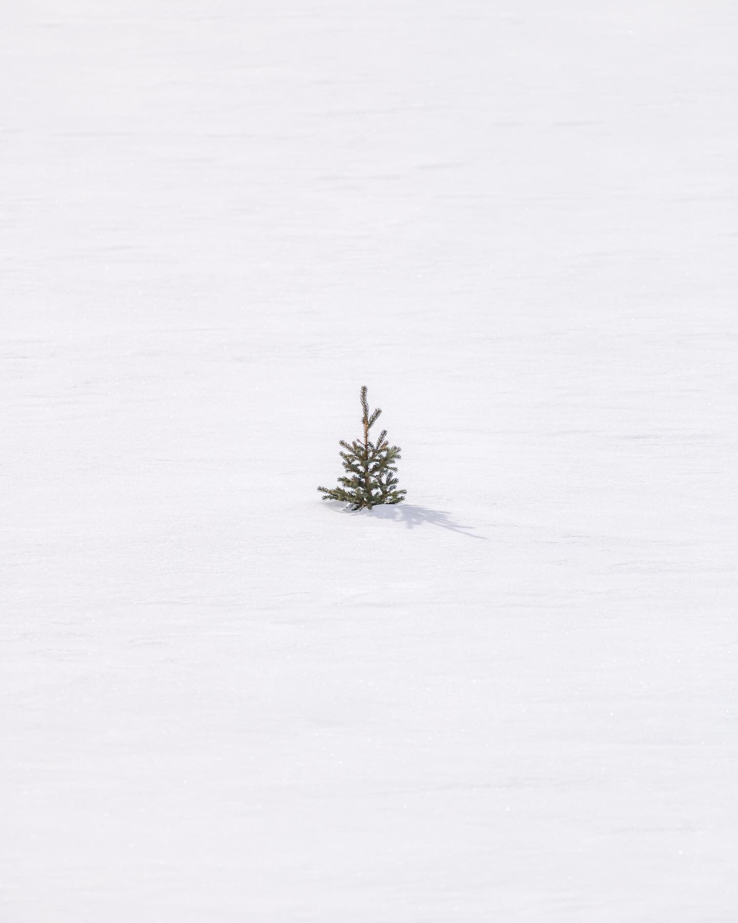 REVIVAL🌲 

-

A solitary sapling emerges from its winter slumber.

📍Canadian Rockies 🏔️