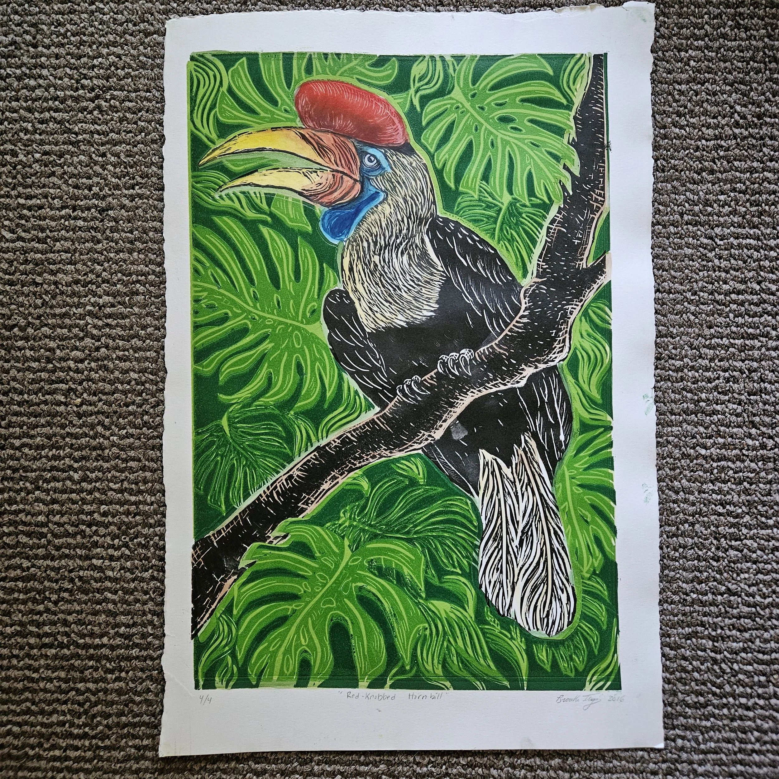 Red-knobbed Hornbill prints