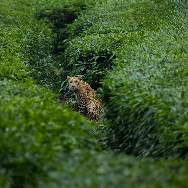 Of all the memories of being in a forest, of remembrances of the time spent observing the forest floor for traces; who walked here? How long ago? Which way? How heavy, how old? Or the canopy; who called from the trees? Who ate the fruit and dropped t