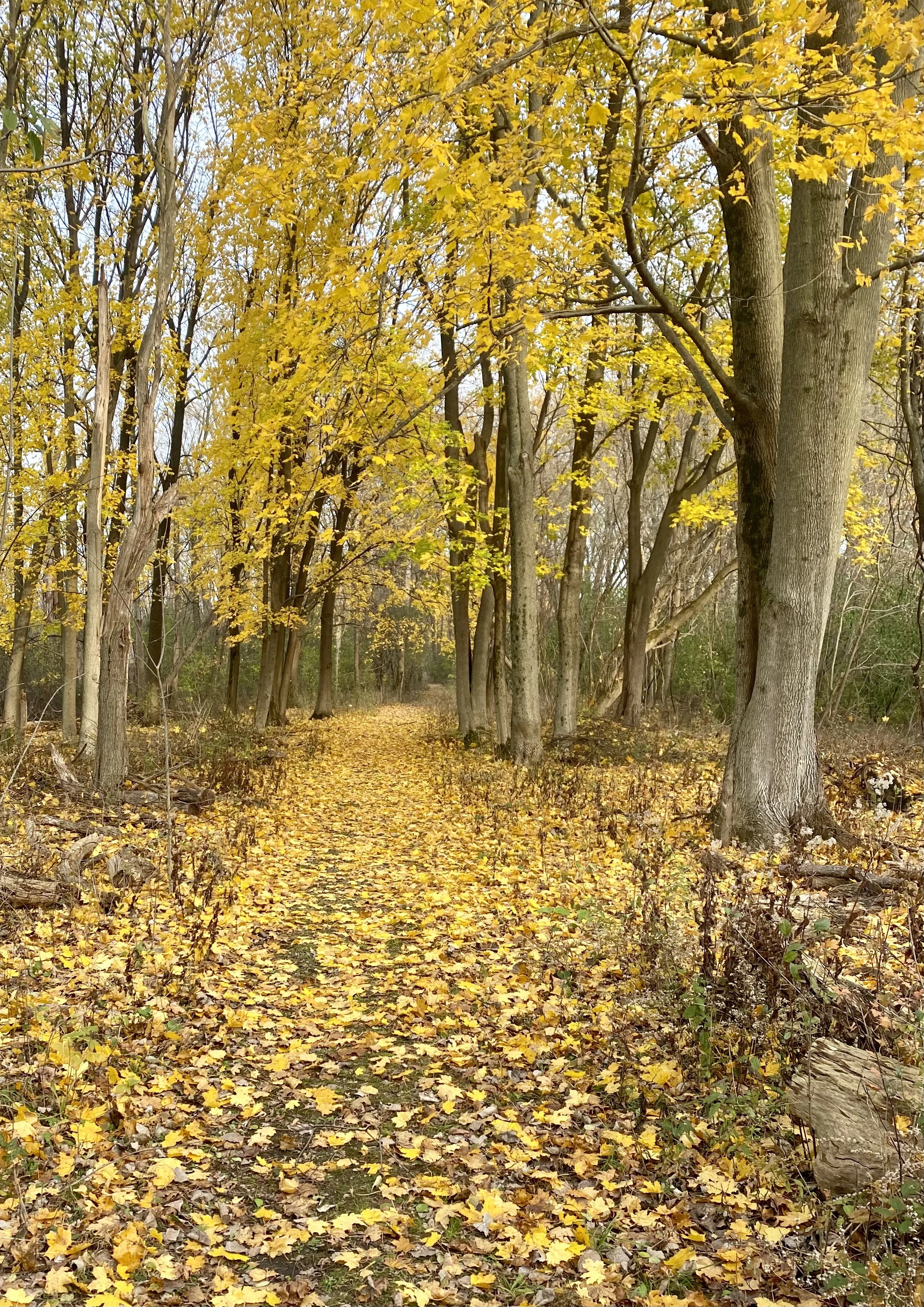 Joy Comes with the Morning