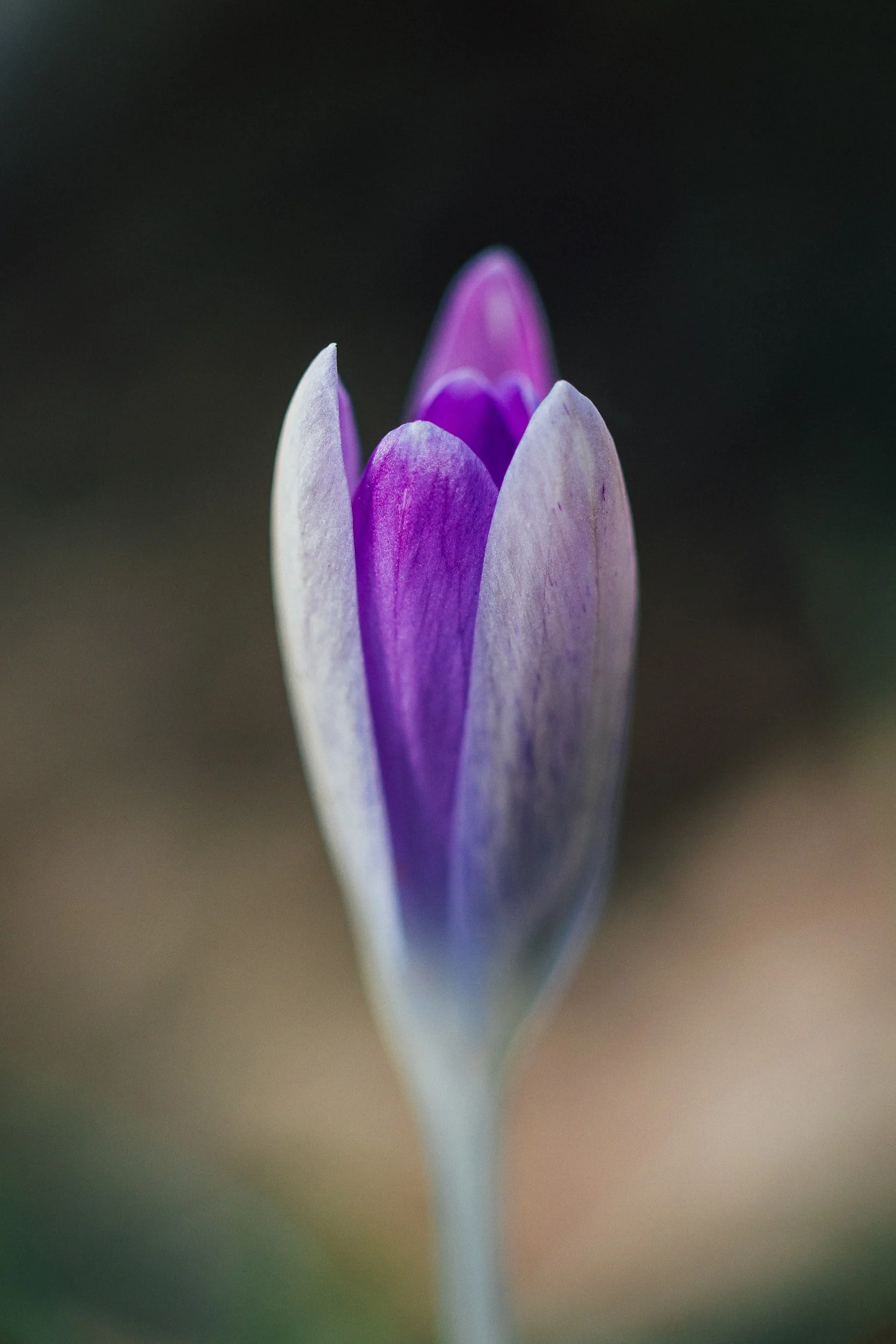 Seeds and Bulbs
