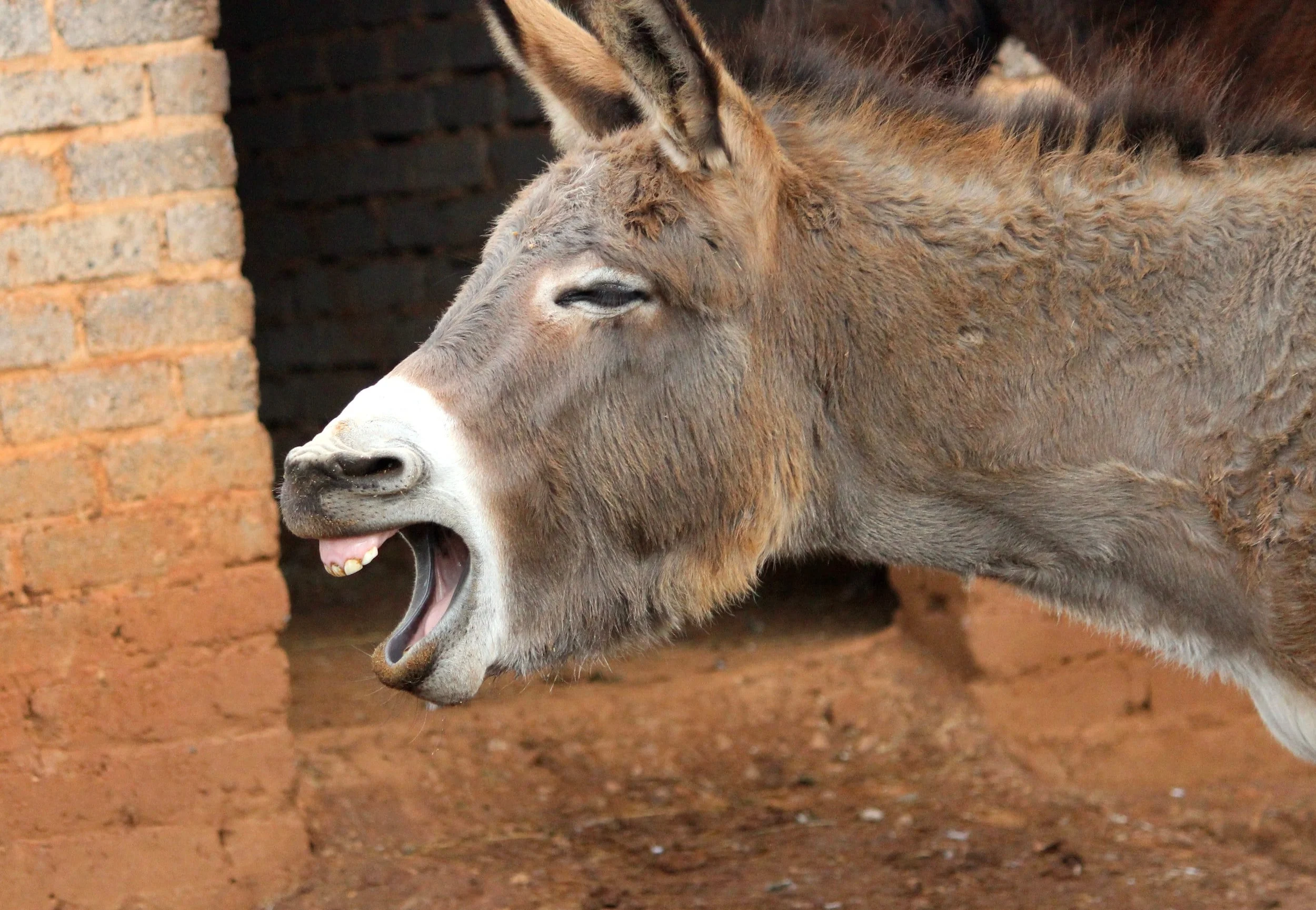 Balaam's Donkey