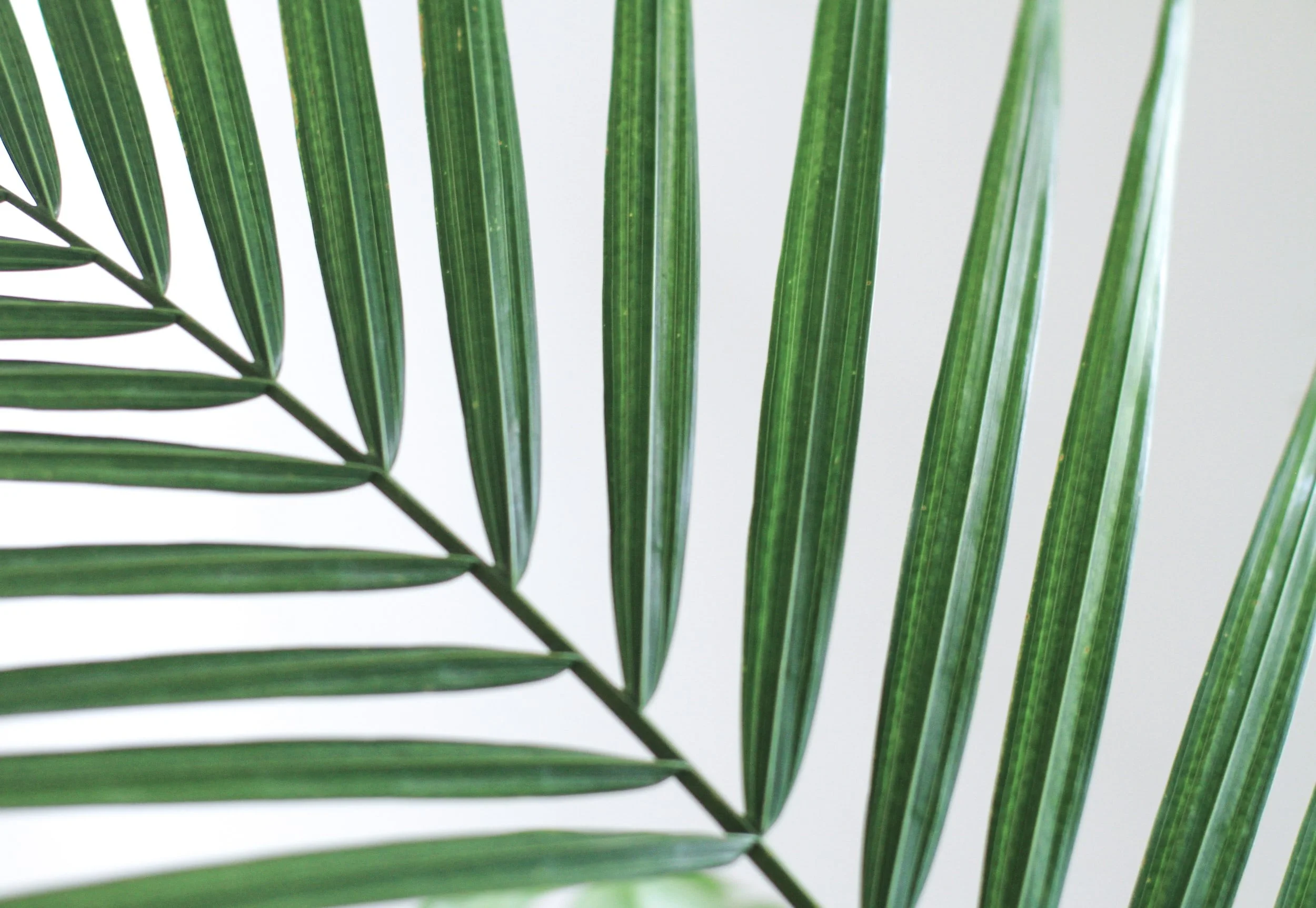 Palm Sunday