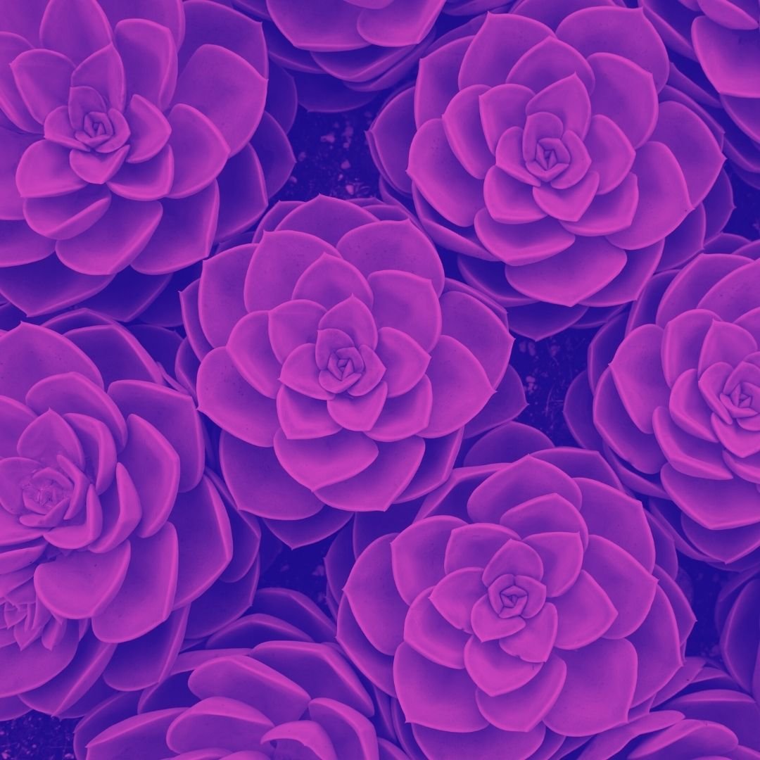 No Budget? No Problem. 3 Bold Ways to Attract Clients Now!