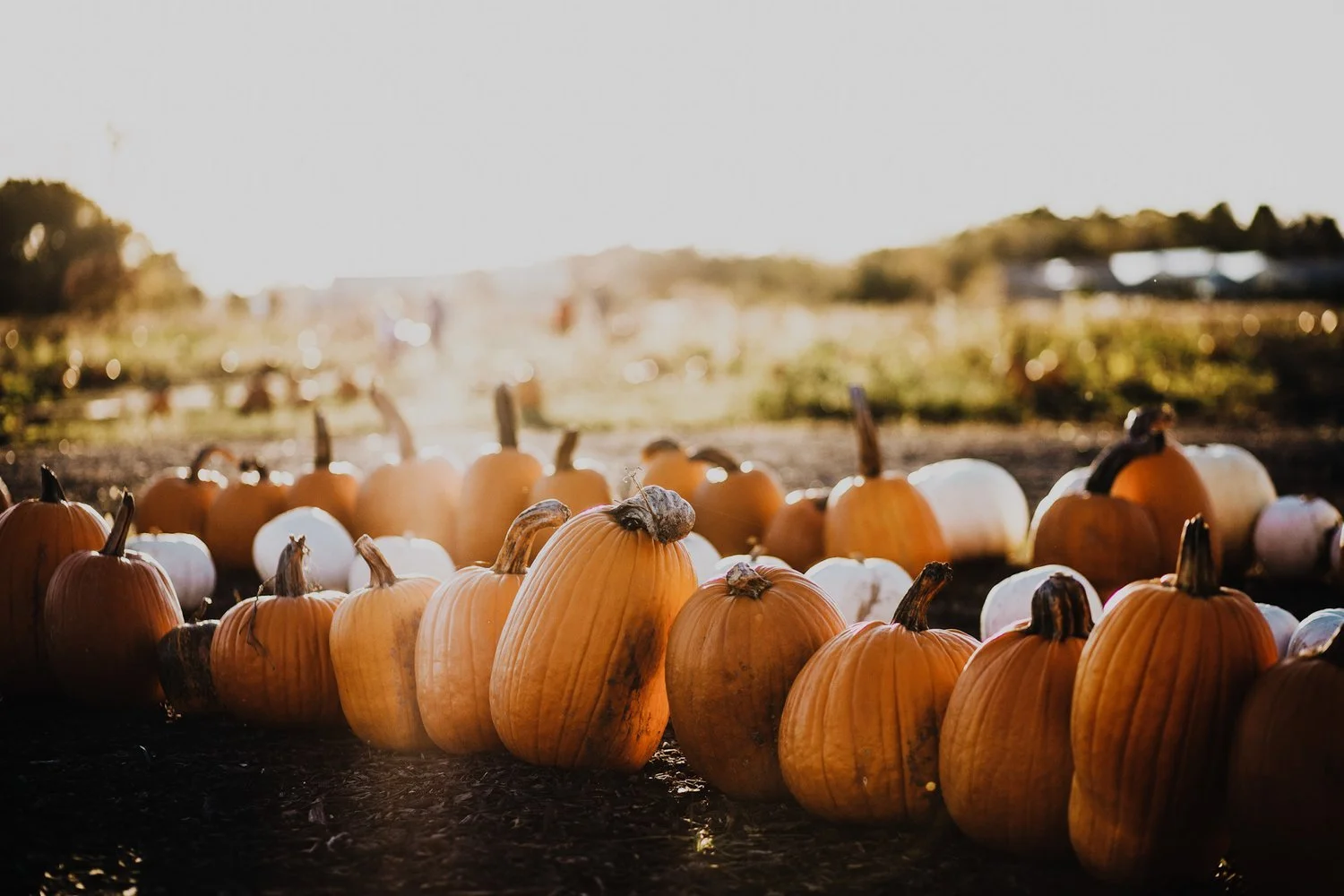It's Pumpkin Patch Season!