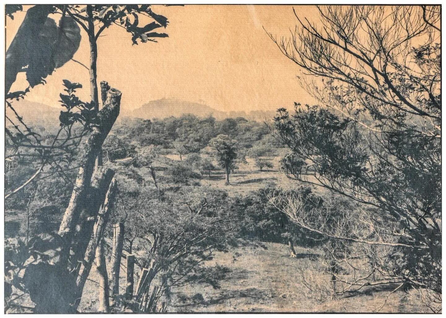 ECHO #10
2025, Cyanotype on Mexican Kozo
50 x 45 cm