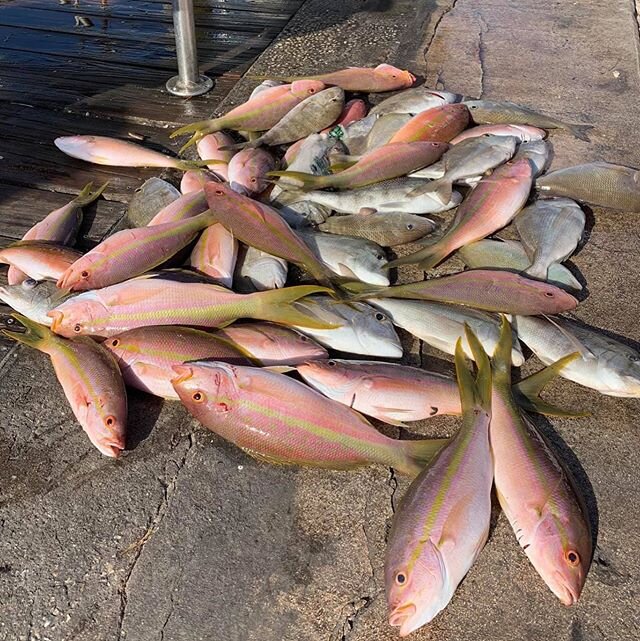 Great fishing again this afternoon 30 plus yellowtails, porgies, mangroves, and some big grunts. Lots of dinners going home. Come catch your own meals. 🎣🔆 #fishcitypride #driftlife #driftfishing #pompanobeach #lighthousepoint #hillsboroinlet #sardi