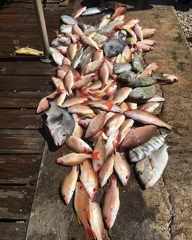 Well over 120 snappers this morning, plus some triggers and porgys! Skip the lines, catch your own dinner! 🎣🔆 #fishcitypride #driftlife #driftfishing #pompanobeach #lighthousepoint #hillsboroinlet #sardinesquad #noacjustfish #mastersofthedrift #pro