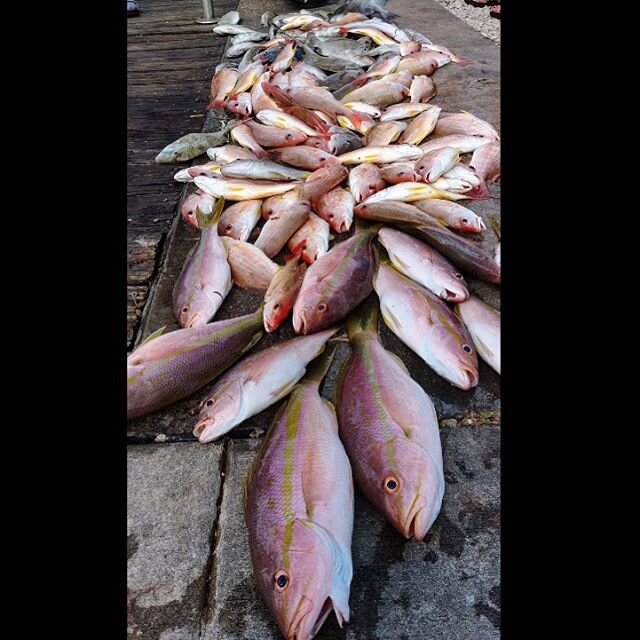 Crushed &lsquo;em this afternoon with only 9 people! We are still running normal trip times, just a new limit of 10 people maximum @ $50 per person! Call for reservations 954.781.1211 or text only to 954.941.3209! #foodcultivation #fishcitypride #dri