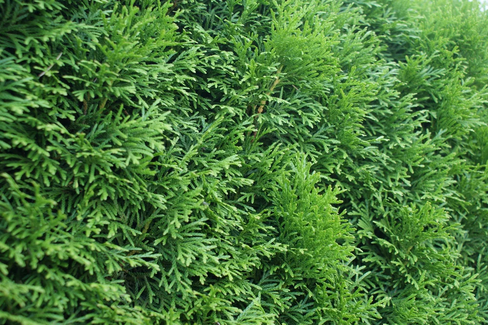 Thuja | Eiben  Hecken Hutzler