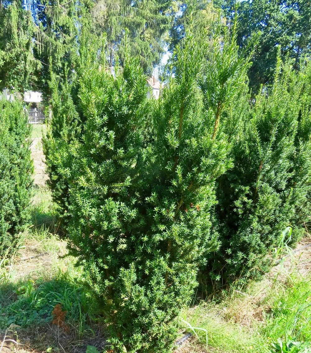 Thuja | Eiben  Hecken Hutzler