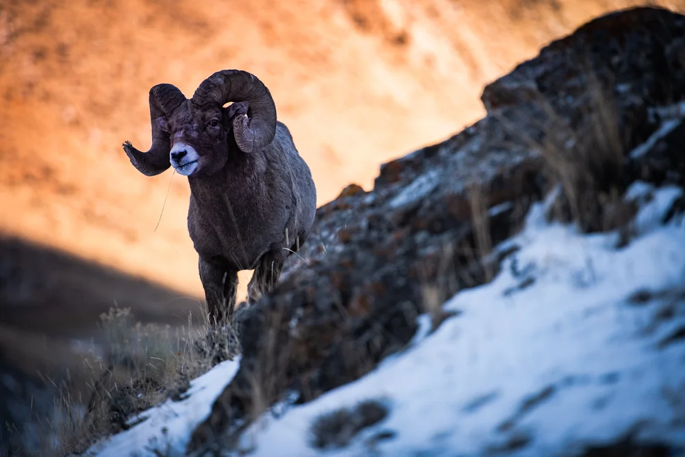 WILDERNESS MULE OUTFITTING Bighorn Sheep Hunts