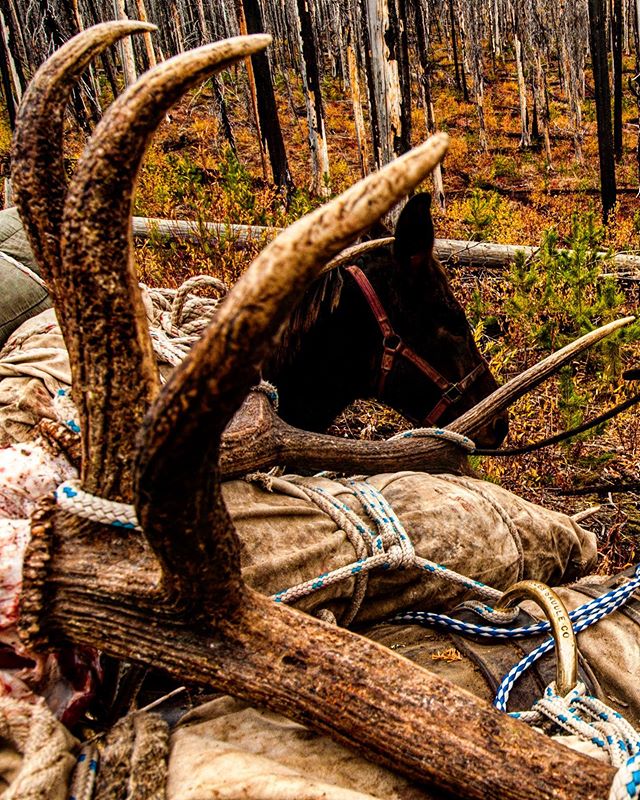 Packing bulls on your back is for the birds. Let us make your next elk hunt a little less destructive on your knees.
•
•
•
•
•
•
•
#outfitters #saveyourknees #packmule #backcountryhunting #rayholes #elk #elkhunting #publicland #idaho #mountainmansbes