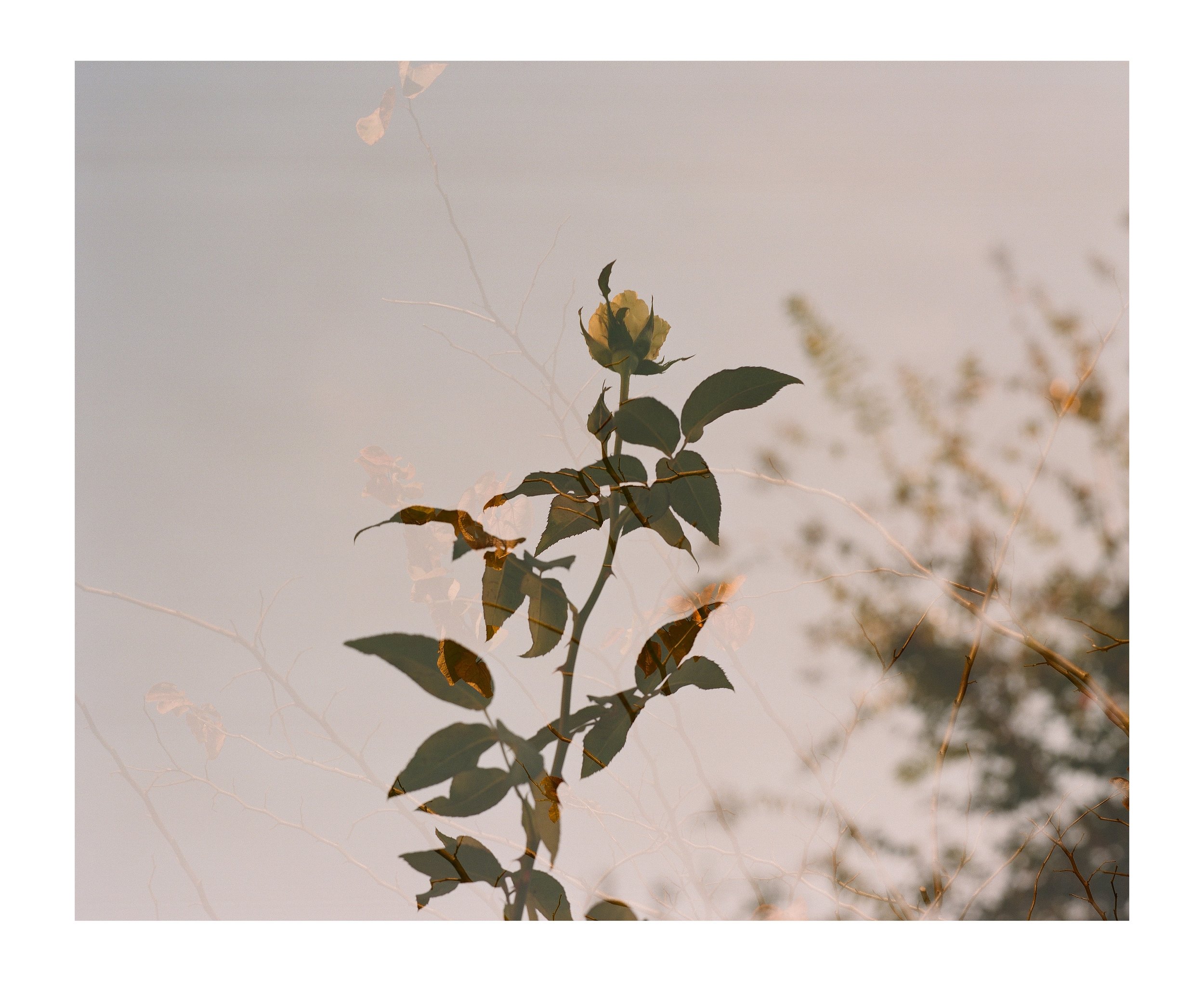 Double Frames 4 insta copy.jpg