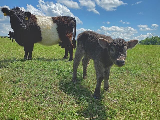 Happy Easter, everyone! New baby born on the ranch this morning to celebrate 🐮