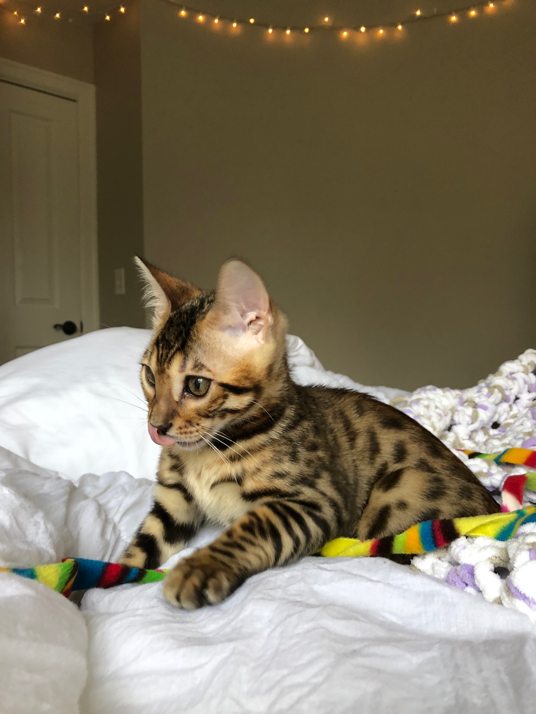 IMG_1440.jpeg