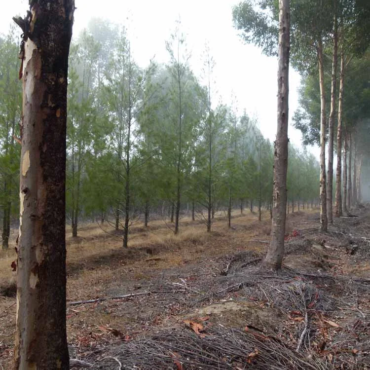 Forest Dam, Autumn 2014 2.JPG