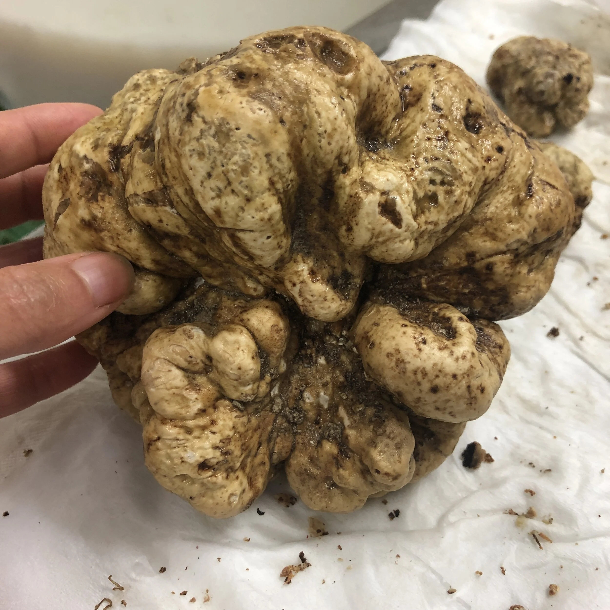 White truffles: the agony and the ecstasy 