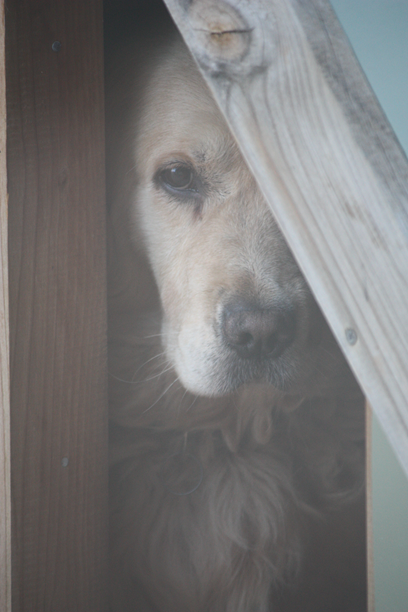 Logie in Kennel.png
