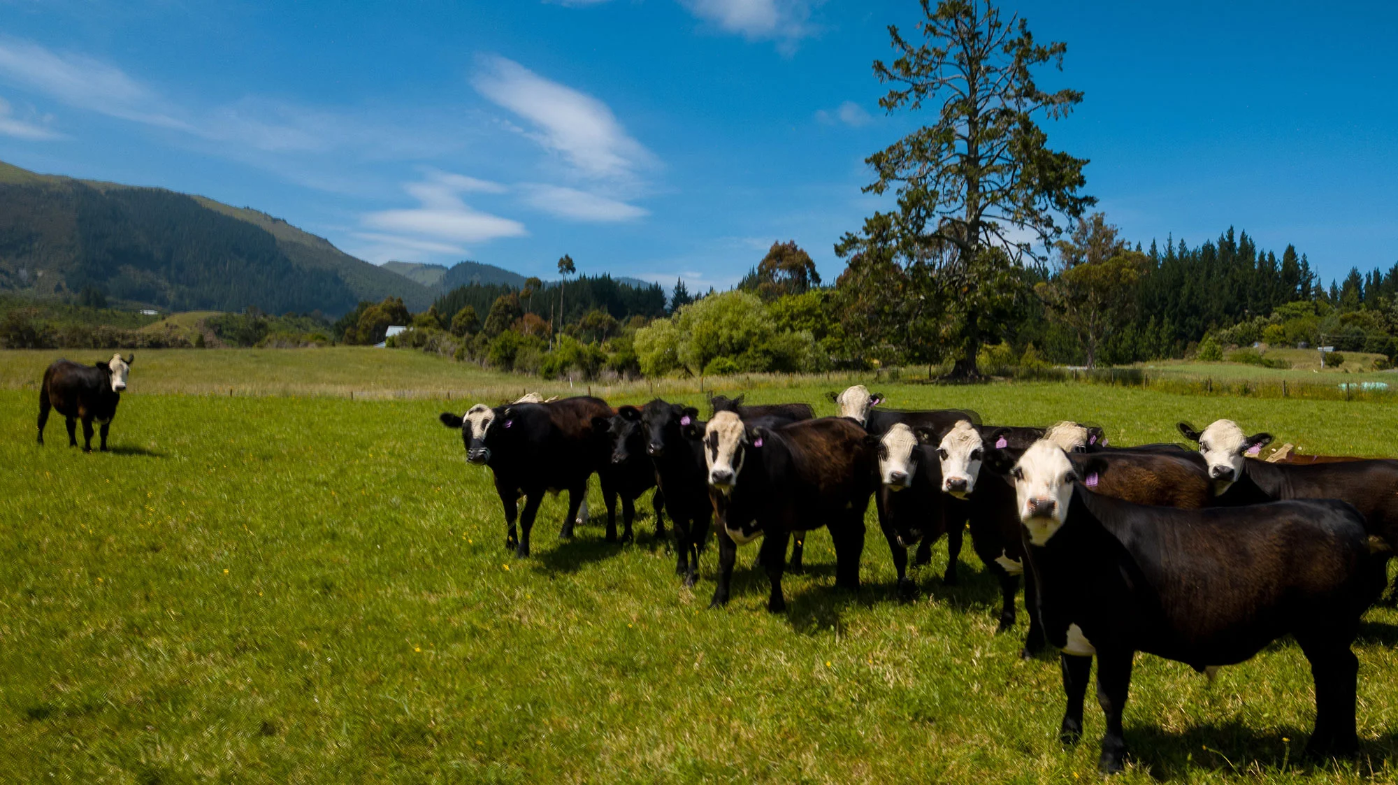 cows.jpg
