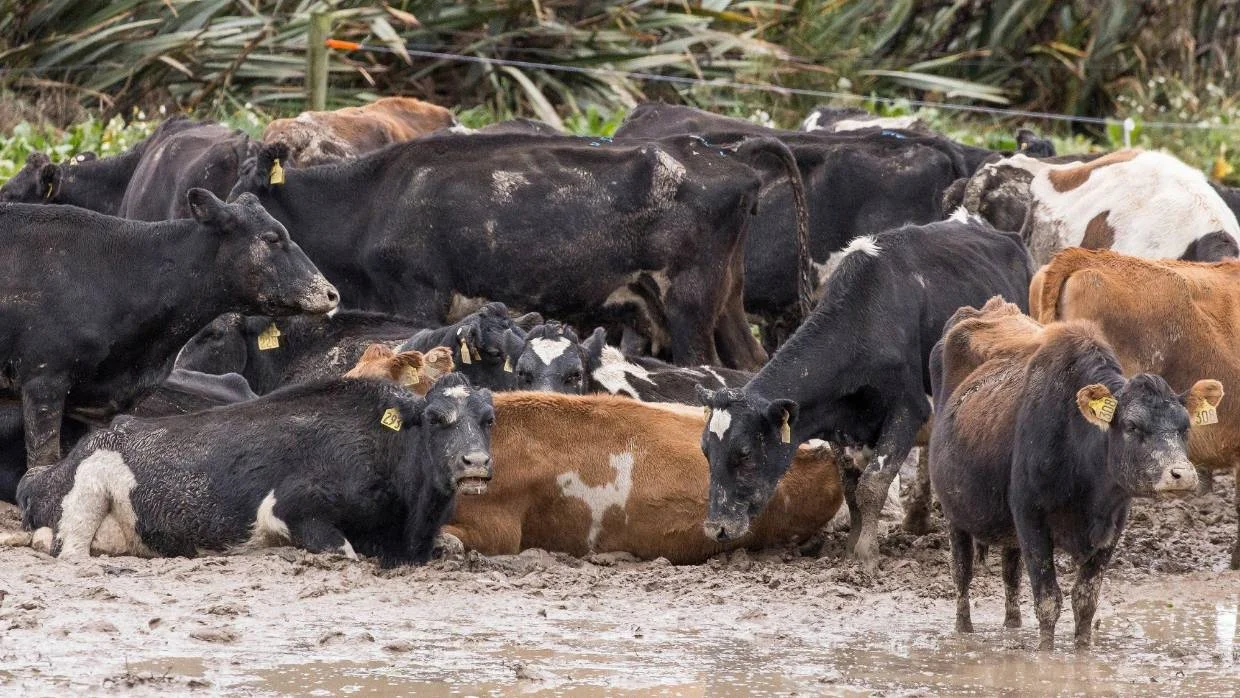 Winter Grazing