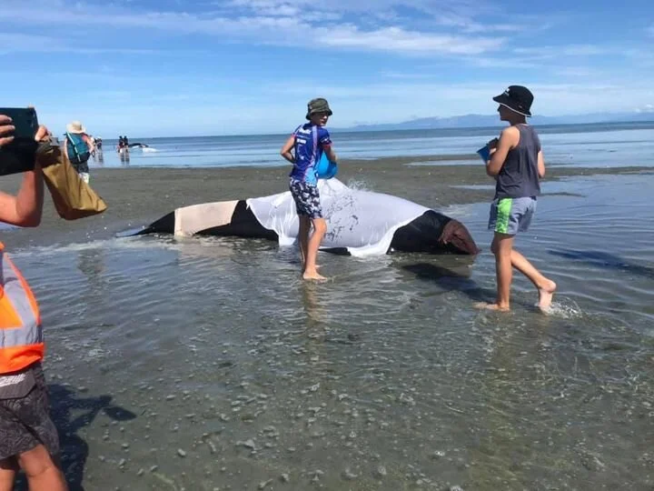 Whales Stranded in Golden Bay 