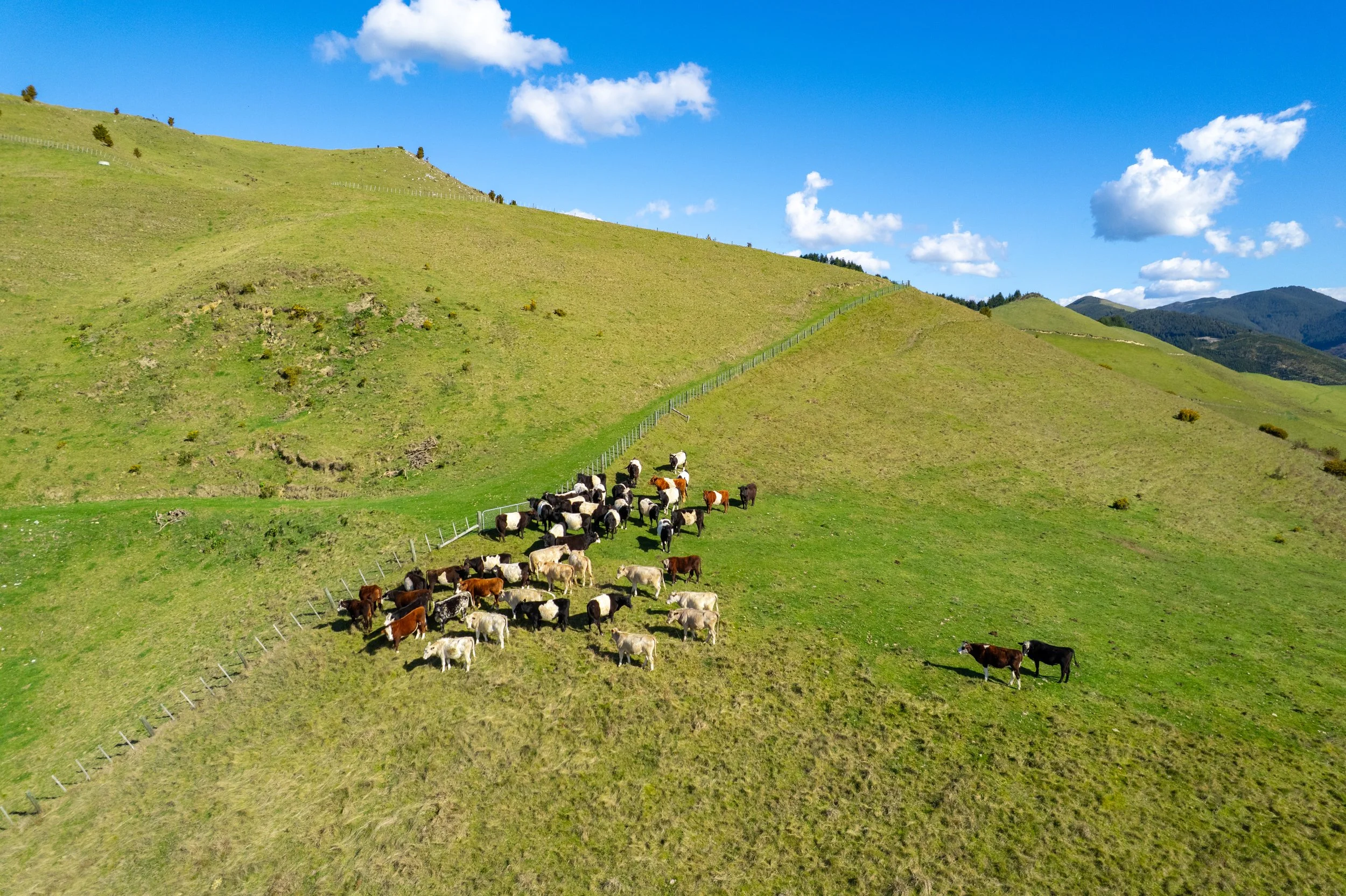 1809 Motueka Valley (14 of 69).jpg