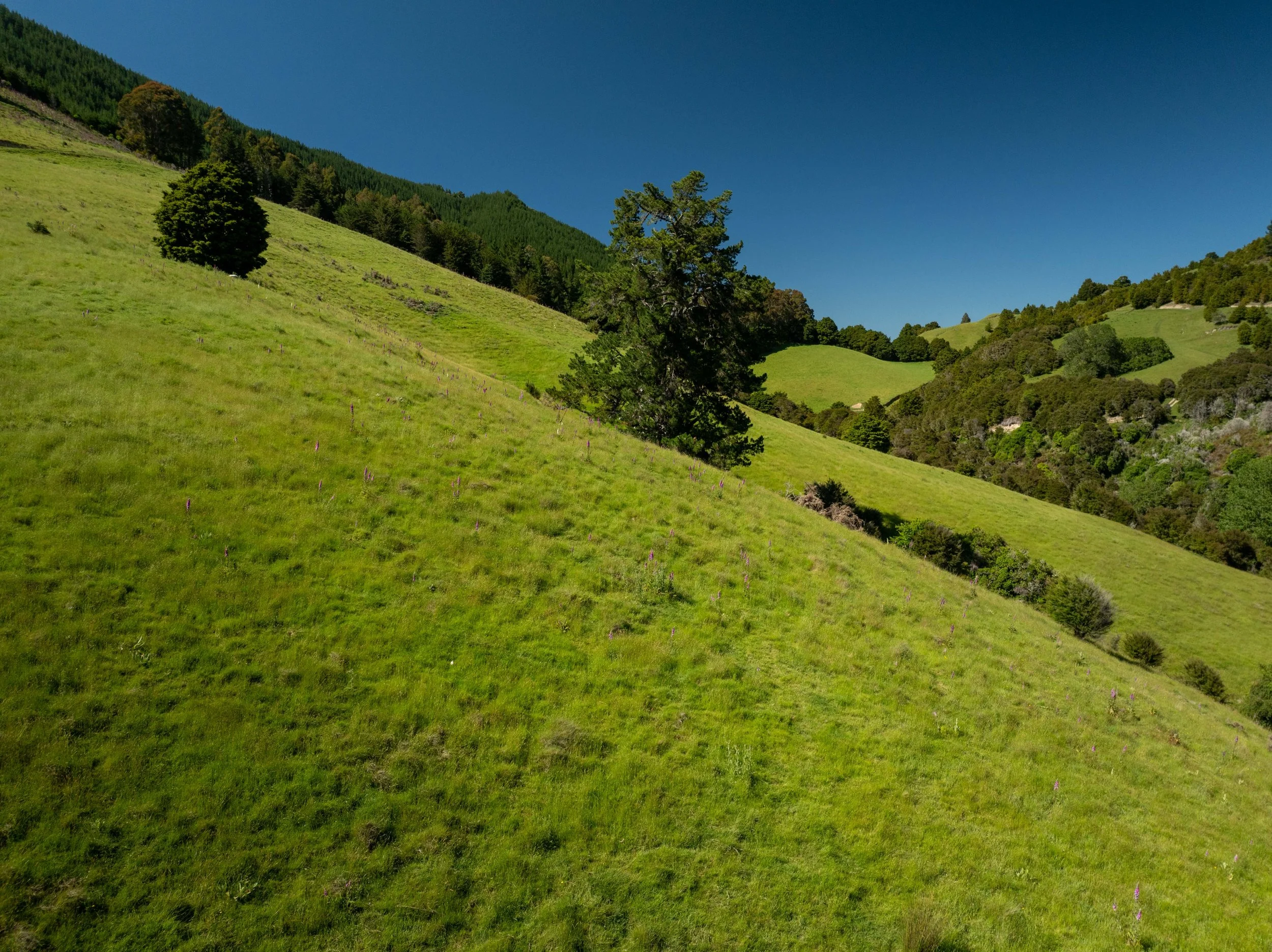 DJI_0853.jpg