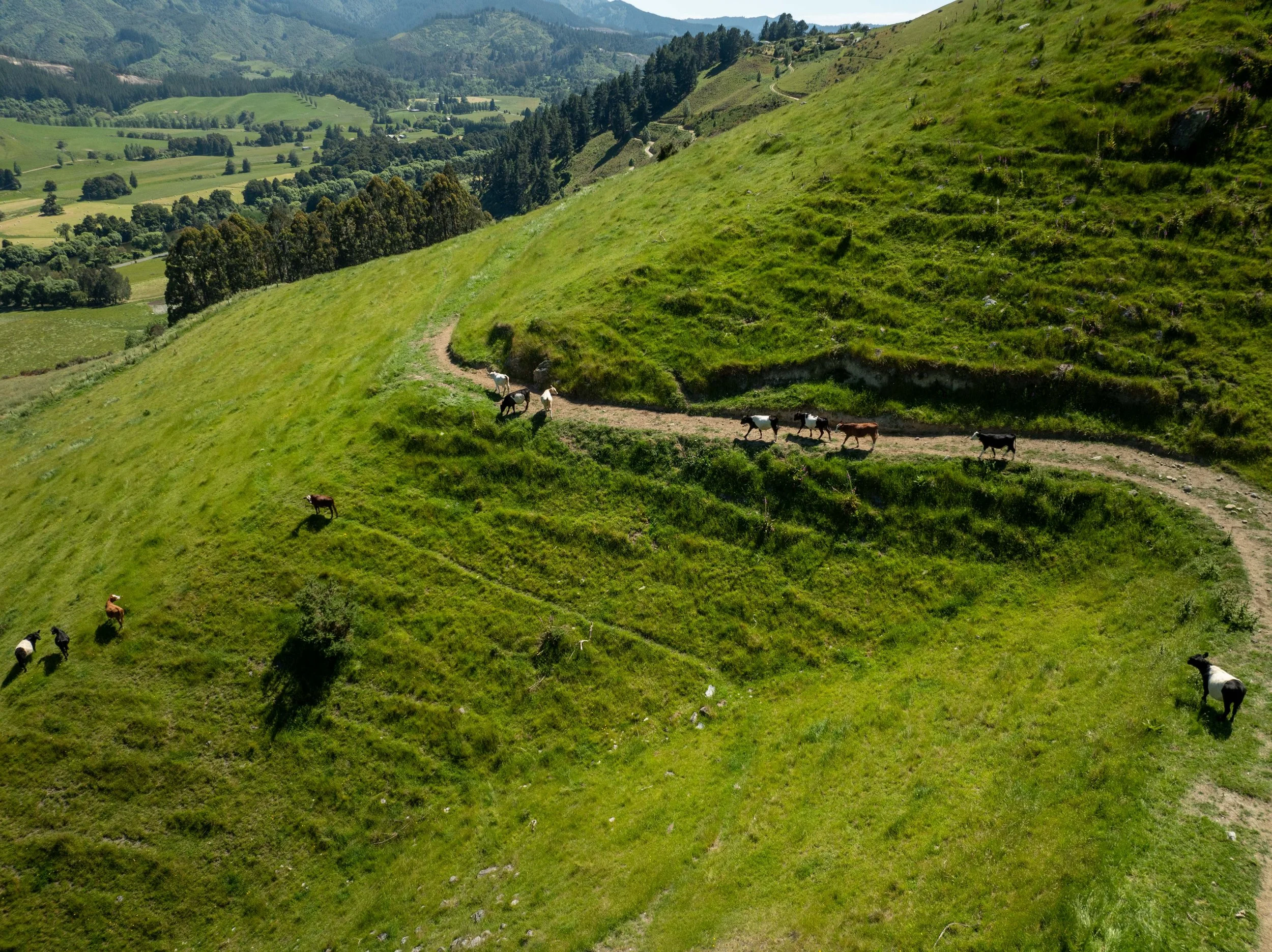 DJI_0882.jpg