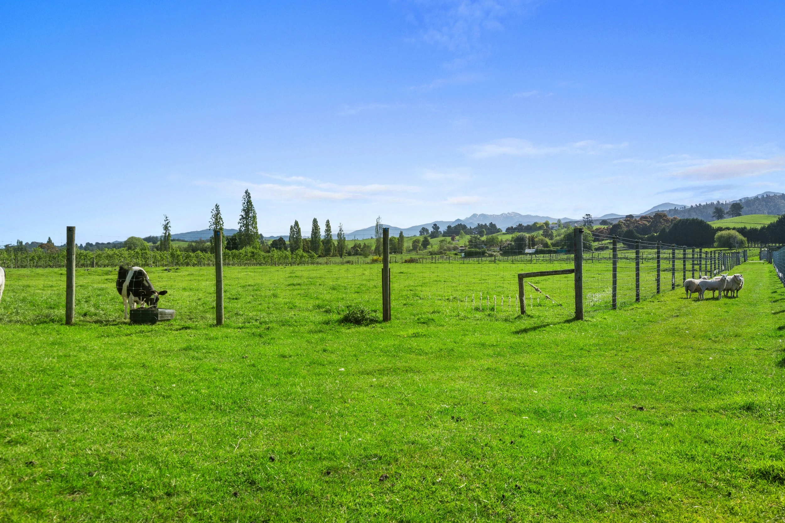 112_Open2view_ID598835-71_Waiwhero_Road.jpg