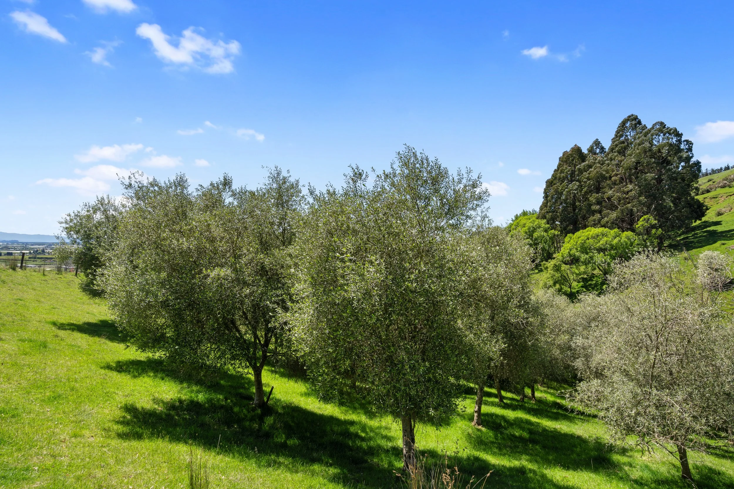 134_Open2view_ID598833-231_Aniseed_Valley_Road.jpg