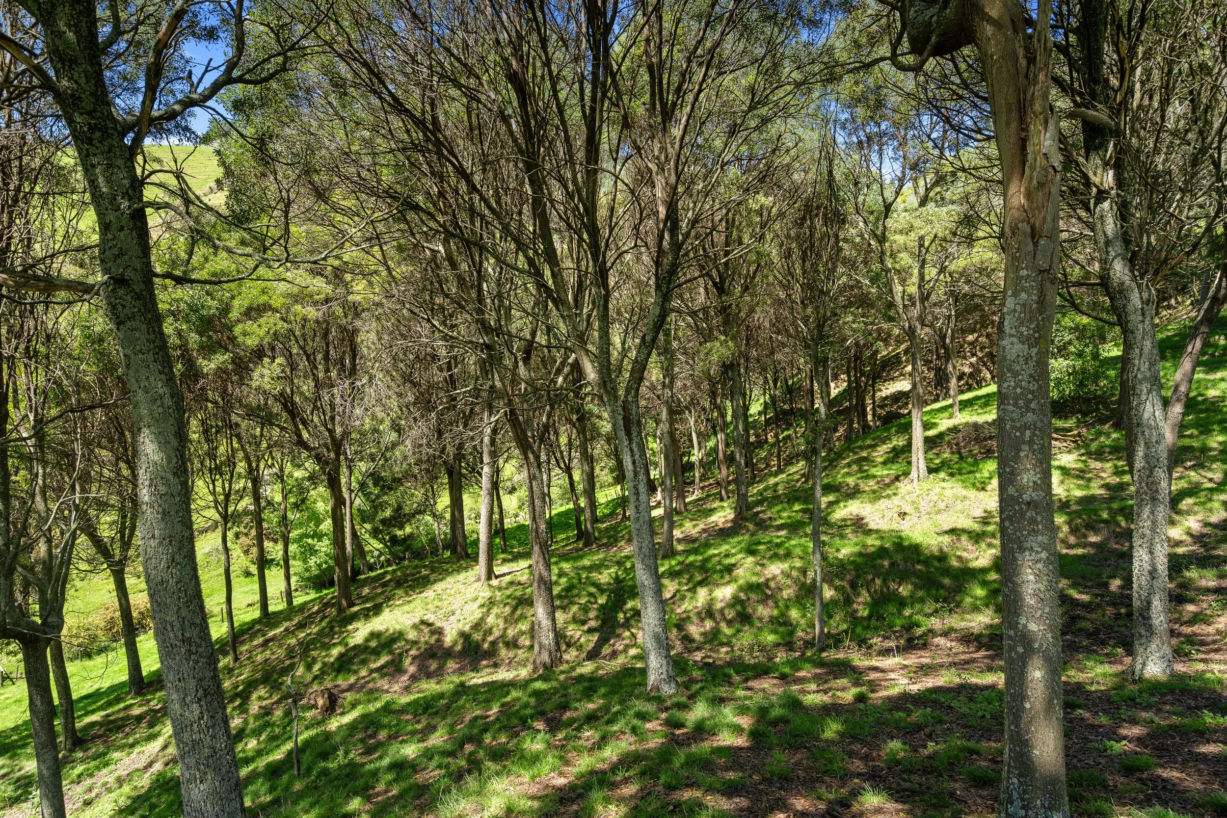 135_Open2view_ID598833-231_Aniseed_Valley_Road.jpg