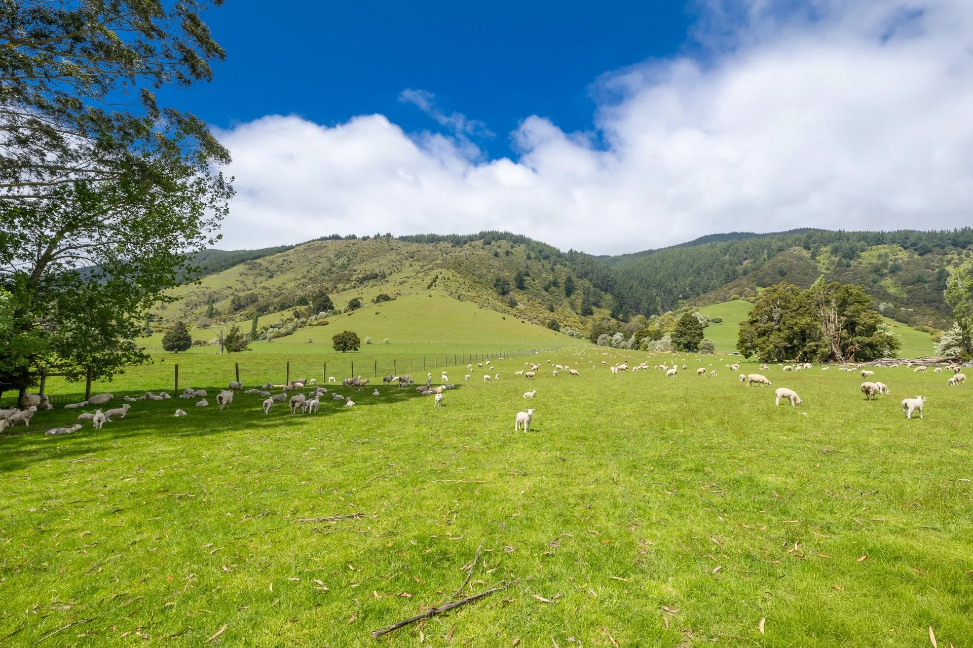 2323 Motukea Valley (81 of 102)_1920px.jpg